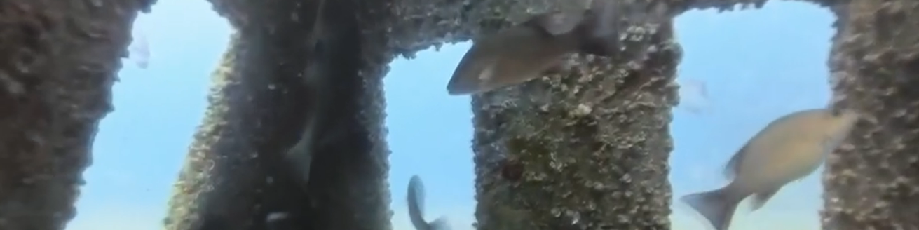 2025.04.artificial reef